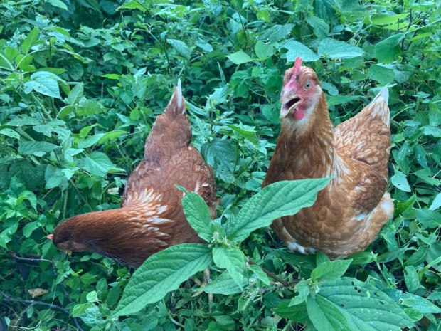 彼女たちがこの草を一網打尽に食ってくれたら・・