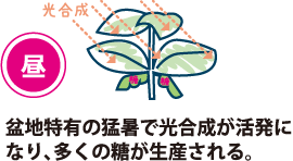 昼 盆地特有の猛暑で光合成が活発になり、多くの糖が生産される。