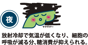 夜 放射冷却で気温が低くなり、細胞の呼吸が減る分、糖消費が抑えられる。